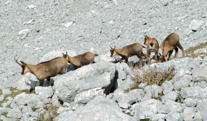 Camoscio d''Abruzzo Rupicapra pyrenaica ornata